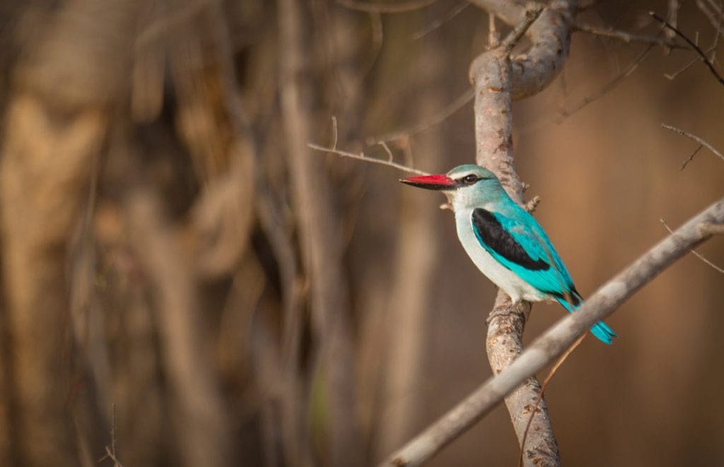 Updated Global Big Day of Birding 2020