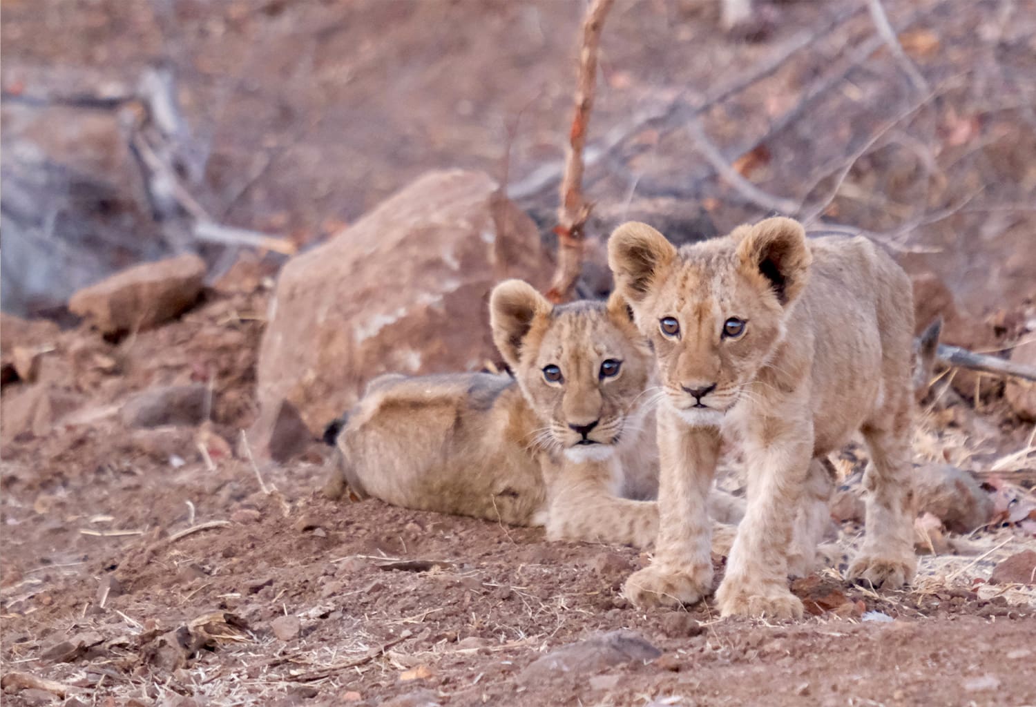 matetsi-staging-image-lioncubs