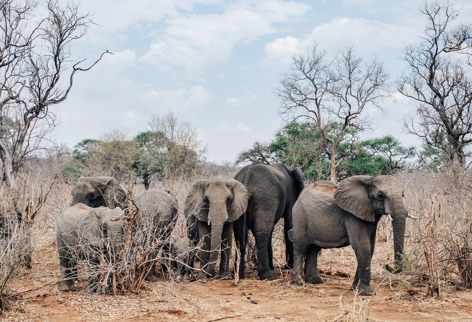 matetsi-staging-image-elephants.jpg