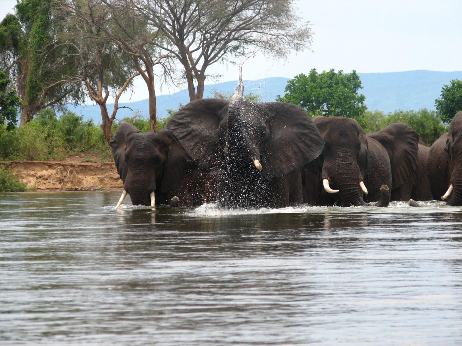 Zambezi River Fishing Where To Go What To Expect   Elephants Crossing Zambezi River 1536x1152 