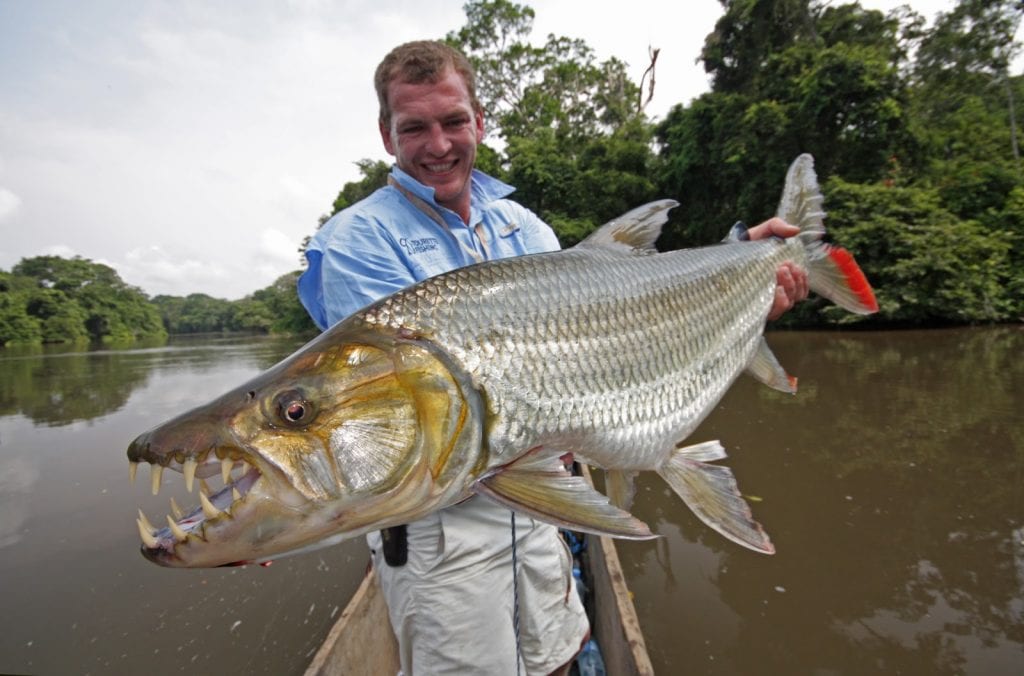 Zambezi River Tigerfish - American AnglerAmerican Angler