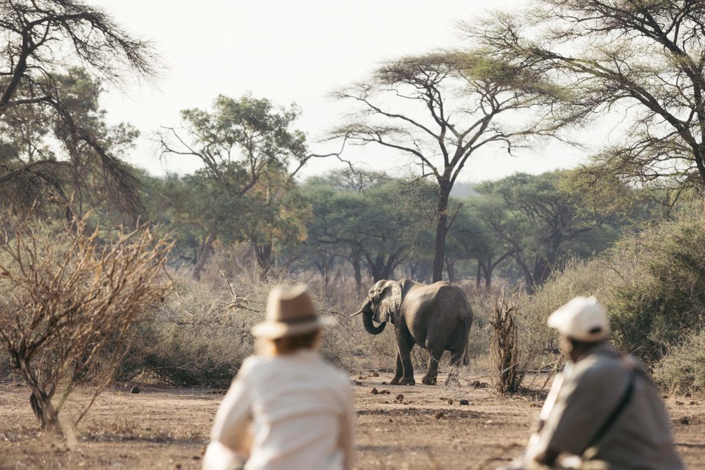 Safari tours