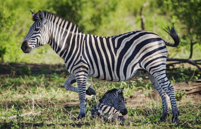 MATETSIKMA_240424_DSC2795 (3)