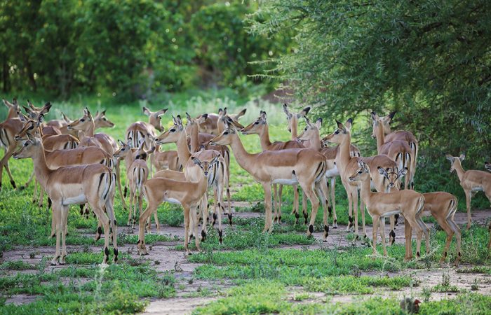 Matetsi Victoria Falls - Green Season (11) (1)