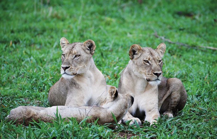 Matetsi Victoria Falls - Green Season (12) (1)