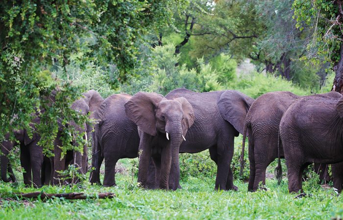 Matetsi Victoria Falls - Green Season (9) (1)