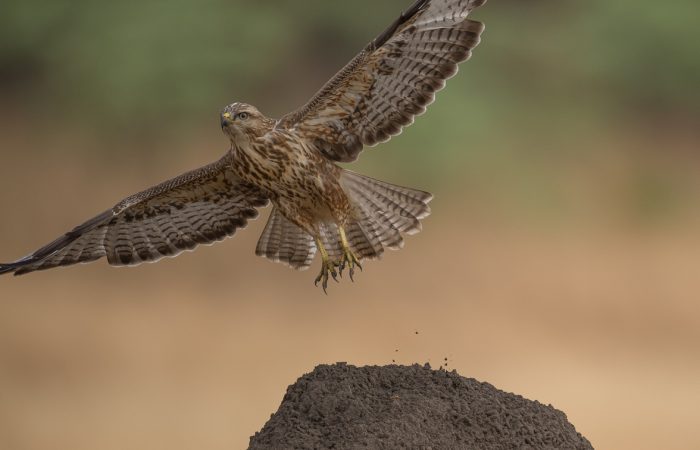 alowe-110-(ZF-6575-57134-1-050) (2)