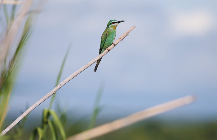 matetsi_bluecheeked_bee.eater (1)